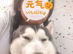 -Husky Go!哈士奇体验馆·宠物咖啡厅狗咖