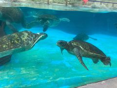 -海合安成都极地海洋公园