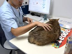 -立德24H动物医院·夜诊·转诊中心·1.5T核磁共振(海珠店)