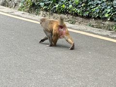 -黔灵山公园
