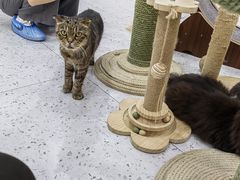 -喵园·猫主题咖啡厅·撸猫·猫咖(国贸店)