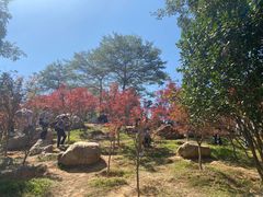 -广州市帽峰山景区