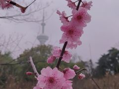 -南京古林公园