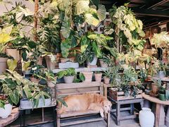 -自由生长植物工作室(深港花卉中心店)