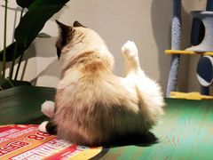 -喵喵咪呀布偶猫咖(春熙路店)