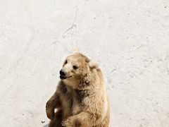 -哈尔滨北方森林动物园