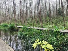 -合肥滨湖国家森林公园