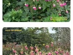 -东莞植物园