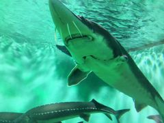 -太平洋海底世界