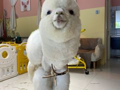 -RU DUCK柯尔鸭公社·撸鸭俱乐部·羊驼·小香猪