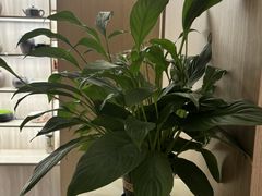 -耳湾躺式采耳SPA馆(保利五月花店)