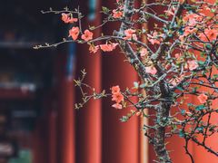 -都江堰普照寺