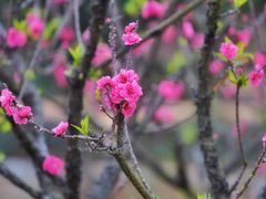 -南国桃园旅游度假区