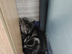 -瑞派名望志远动物医院·猫科·內科·异宠专科(直港大道店)