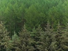 -塞罕坝国家级自然保护区