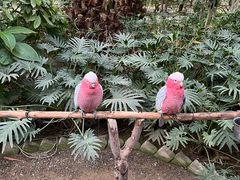 -南宫五洲植物乐园