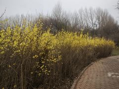 -黑龙江省森林植物园