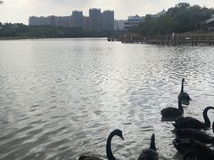 -五缘湾湿地公园