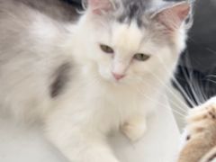 -共舞时光猫咖·狗咖(新街口店)