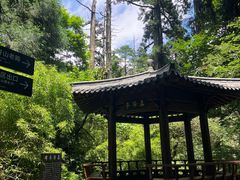 -天目山大树王景区