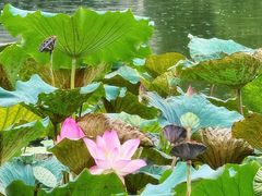 -荔湾湖公园