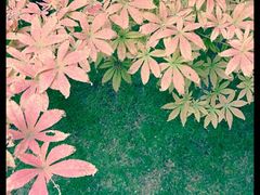 -罔极寺