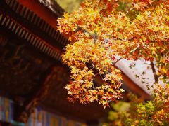 -香山公园