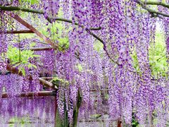 -嘉定紫藤园