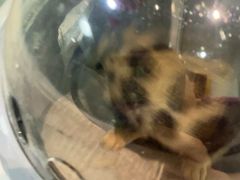 -纳吉亚猫专科动物医院·北北分院