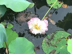 -荷塘月色湿地公园·向阳花洲