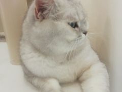 -猫域·湾主题猫咖·宠物吧(南坪城市广场店)