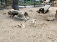 -深圳野生动物园