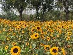 -长白岛森林公园