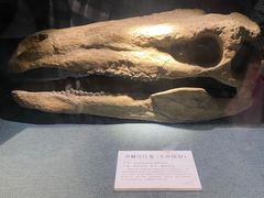 -大连自然博物馆·地球展厅