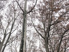 -黄村公园