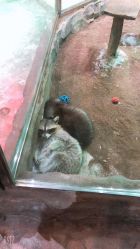 点击看大图 -宝燕乐园(闵行旗舰店)