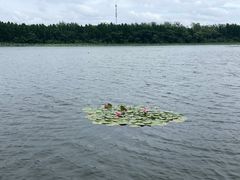 -溱湖国家湿地公园