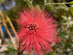 -西双版纳原始森林公园