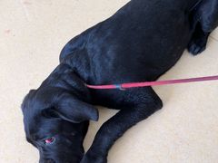 -皮特动物医院(24小时店)