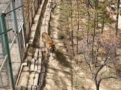 -青藏高原野生动物园