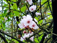 -秦岭终南山世界地质公园翠华山景区