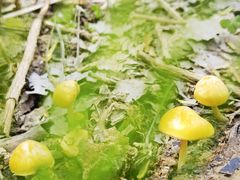 -合肥滨湖国家森林公园