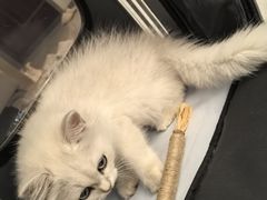 -伟伟宠物医院·瑞派猫友好医院·猫科(光谷店)