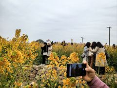 -三圣花乡旅游区