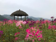 -径山花海