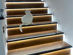 -琪喵猫屋·撸猫猫咖·猫舍