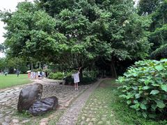 -中国科学院西双版纳热带植物园