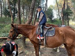 -铁山坪森林公园