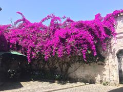 -金谷域澳洲庄园