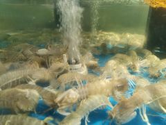 -盒马鲜生(岭南新世界店)
